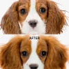 Fur Bébé